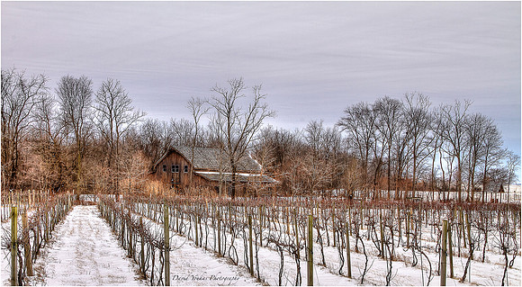 Winter Wine